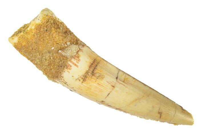 Fossil Spinosaurus Tooth - Real Dinosaur Tooth #268203
